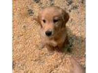 Golden Retriever Puppy for sale in Bellingham, WA, USA