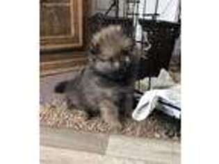 Pomeranian Puppy for sale in Pendleton, IN, USA