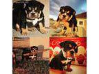 Bulldog Puppy for sale in Canyon, TX, USA