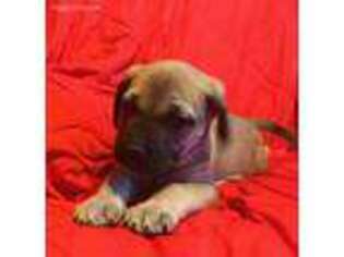 Mastiff Puppy for sale in Millington, MI, USA