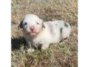 Miniature Australian Shepherd Puppy for sale in Tulsa, OK, USA