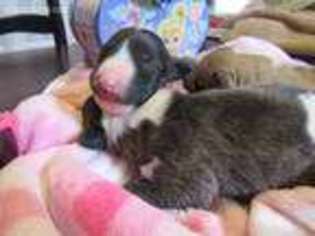 Bull Terrier Puppy for sale in Rio Rancho, NM, USA