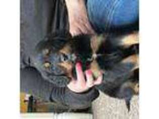 Bernese Mountain Dog Puppy for sale in Malone, NY, USA