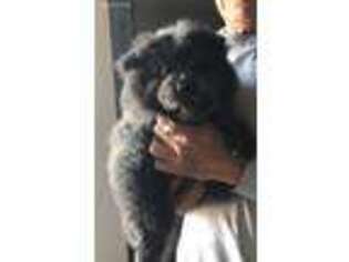 Chow Chow Puppy for sale in Mesa, AZ, USA
