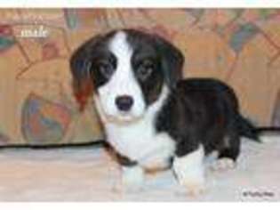 Cardigan Welsh Corgi Puppy for sale in Dallas, TX, USA