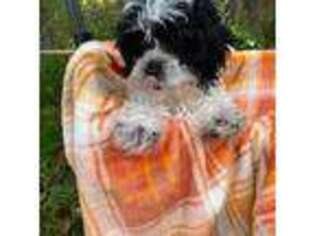 Shih-Poo Puppy for sale in Apopka, FL, USA