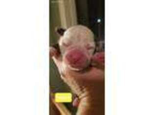 American Bulldog Puppy for sale in Watertown, WI, USA