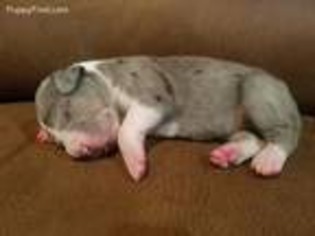 Great Dane Puppy for sale in Winfield, KS, USA
