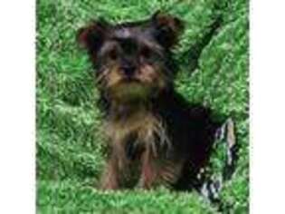 Yorkshire Terrier Puppy for sale in Vancouver, WA, USA