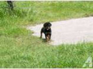 Rottweiler Puppy for sale in FORT MYERS, FL, USA