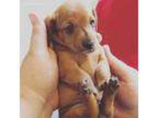 Dachshund Puppy for sale in Saline, MI, USA