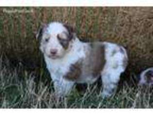 Miniature Australian Shepherd Puppy for sale in Scott, AR, USA
