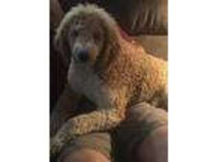 Goldendoodle Puppy for sale in Sneads Ferry, NC, USA