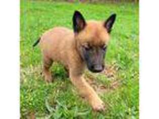 Belgian Malinois Puppy for sale in Medina, OH, USA