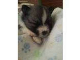 Pomeranian Puppy for sale in Monroe, NC, USA