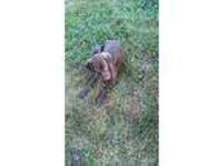 German Shorthaired Pointer Puppy for sale in Apple Creek, OH, USA