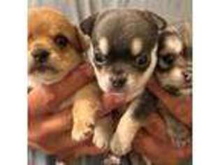 Chihuahua Puppy for sale in Brooklyn, CT, USA