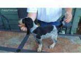 Bluetick Coonhound Puppy for sale in Mill City, OR, USA