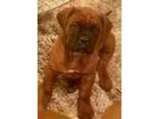 American Bull Dogue De Bordeaux Puppy for sale in Sparta, WI, USA