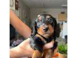 Dachshund Puppy for sale in El Dorado Hills, CA, USA