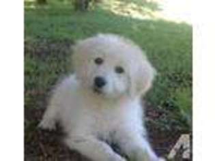 Goldendoodle Puppy for sale in ROYSE CITY, TX, USA