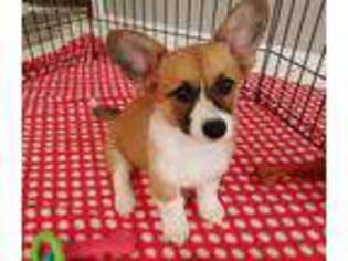 Pembroke Welsh Corgi Puppy for sale in Palm Springs, CA, USA