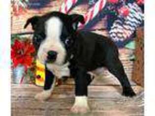 Boston Terrier Puppy for sale in Arthur, IL, USA