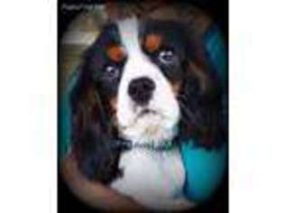 Cavalier King Charles Spaniel Puppy for sale in Fulton, NY, USA
