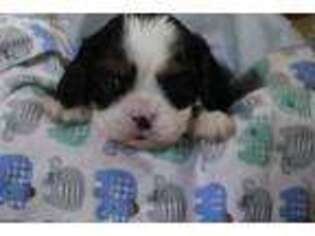 Cavalier King Charles Spaniel Puppy for sale in Leonard, TX, USA