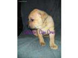 Cane Corso Puppy for sale in Seneca, MO, USA