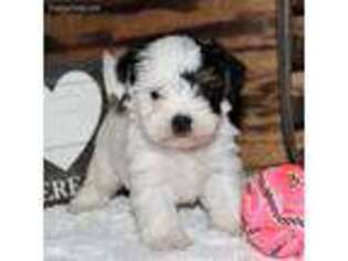 Biewer Terrier Puppy for sale in Koshkonong, MO, USA