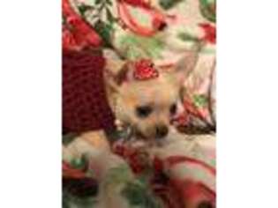 Chihuahua Puppy for sale in Torrington, CT, USA