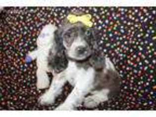 Cocker Spaniel Puppy for sale in Downers Grove, IL, USA