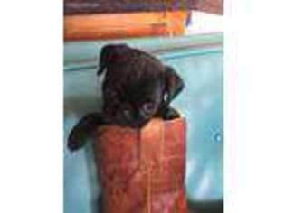 Pug Puppy for sale in Lake Isabella, CA, USA