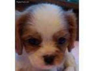 Cavalier King Charles Spaniel Puppy for sale in Ashville, AL, USA