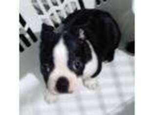 Boston Terrier Puppy for sale in Lakewood, WA, USA