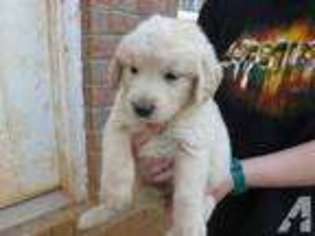 Golden Retriever Puppy for sale in DENTON, NC, USA