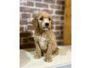 Goldendoodle Puppy for sale in Oxford, GA, USA