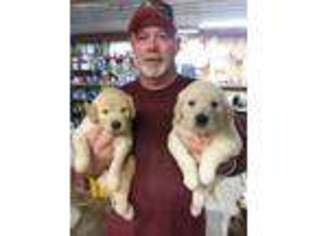 Golden Retriever Puppy for sale in Heltonville, IN, USA