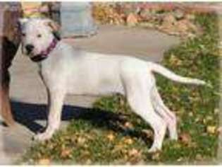 Dogo Argentino Puppy for sale in Longmont, CO, USA