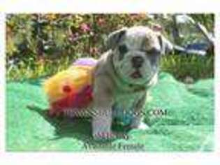 Bulldog Puppy for sale in HUMBLE, TX, USA