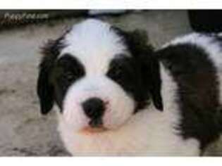 Saint Bernard Puppy for sale in Middlebury, IN, USA
