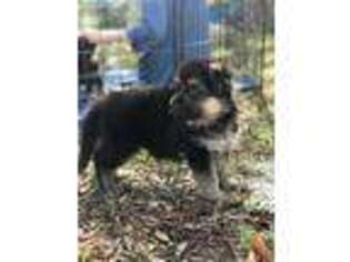 German Shepherd Dog Puppy for sale in Deland, FL, USA