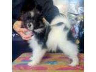Papillon Puppy for sale in Hampton, NH, USA
