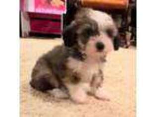 Chinese Crested Puppy for sale in Alvord, TX, USA