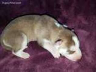 Siberian Husky Puppy for sale in Brandon, WI, USA
