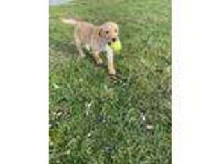 Labrador Retriever Puppy for sale in Seneca Falls, NY, USA