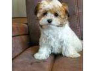 Maltese Puppy for sale in Mount Airy, NC, USA