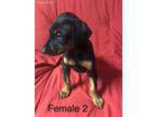 Doberman Pinscher Puppy for sale in Des Moines, IA, USA