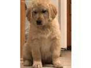 Golden Retriever Puppy for sale in Midland, MI, USA